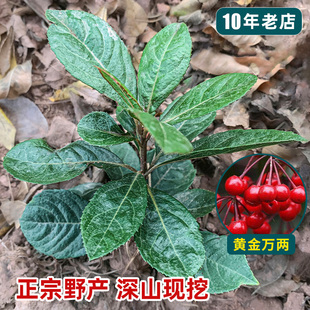 现挖野紫金牛苗新鲜矮地茶苗平地木叶底珠叶下红常绿盆栽中药材苗