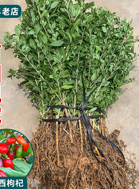食用枸杞苗江西发货果苗南方盆栽红色黑果实芽菜狗杞枸杞子果树苗