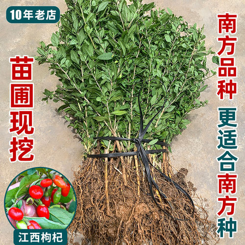 江西药食两用枸杞苗更适合南方种