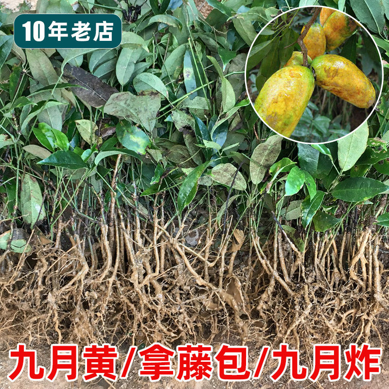 江西九月黄树苗拿藤包9月牛卵坨种苗黄肉5叶木通野果苗奇异种子