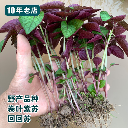 新鲜现挖紫苏苗农家自种正宗药用