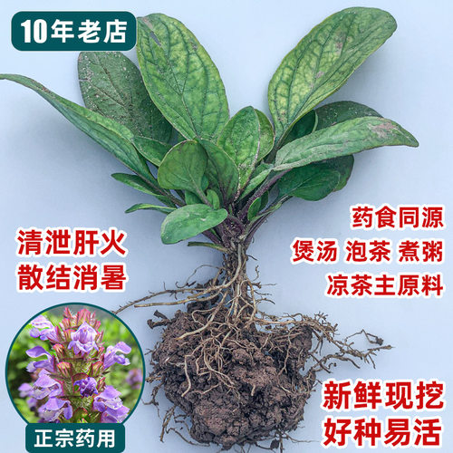 正宗药用夏枯草苗新鲜现挖易种活