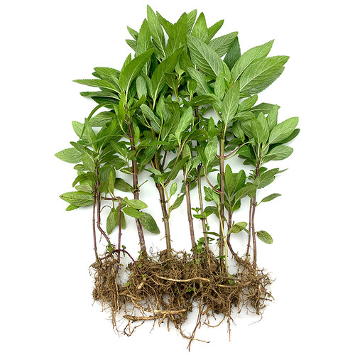 正宗的药用薄荷！气味非常浓烈！