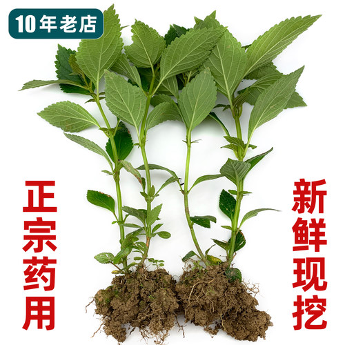 溪黄草苗和种子都有货！容易种活