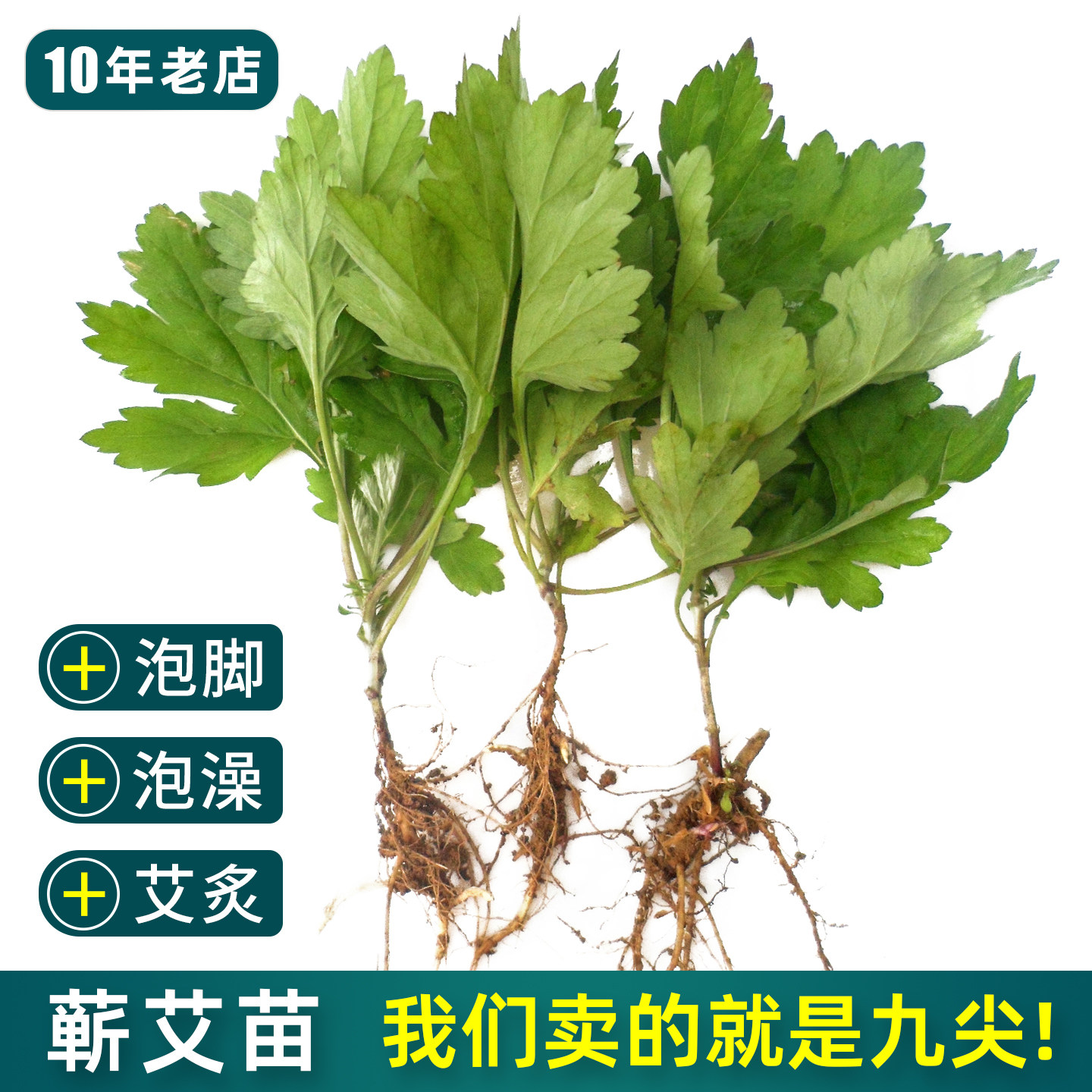 正宗九尖蕲艾，艾草苗易种活！图片