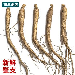 新鲜人参苗整支人参根可食用野山参种子室内阳台庭院盆栽中药材苗