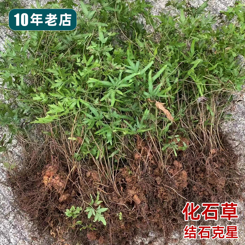 野外现挖江西海金沙苗结石克星