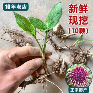 正宗白术苗新鲜现挖白术芽整颗白术根茎高产白术种子中药材苗盆栽