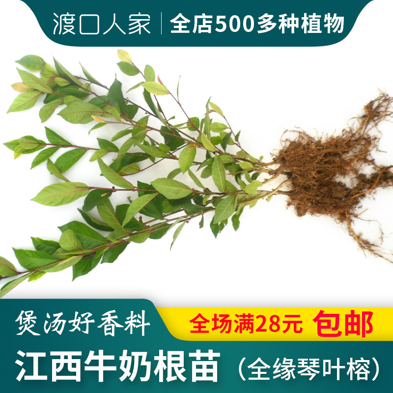 白花牛奶根树苗煲汤猪脚饭香料五指毛桃苗会昌牛奶子根全缘琴叶榕