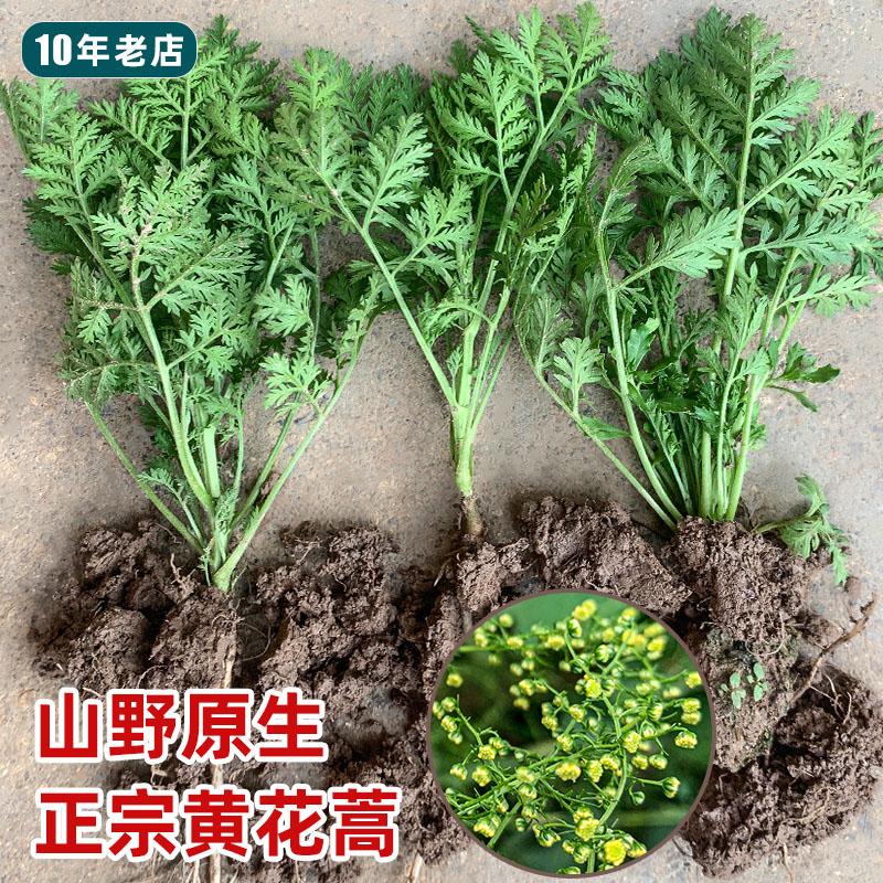 屠呦呦教授青蒿素原植物黄花蒿