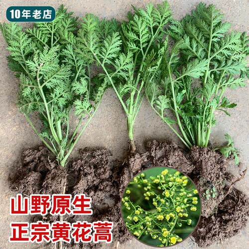屠呦呦教授青蒿素原植物黄花蒿