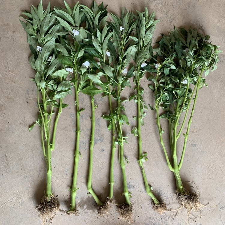 全株新鲜白色凤仙花全草整颗棵带根茎叶指甲花种子透骨草凤仙草苗