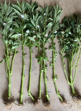 全株新鲜白色凤仙花全草整颗棵带根茎叶指甲花种子透骨草凤仙草苗