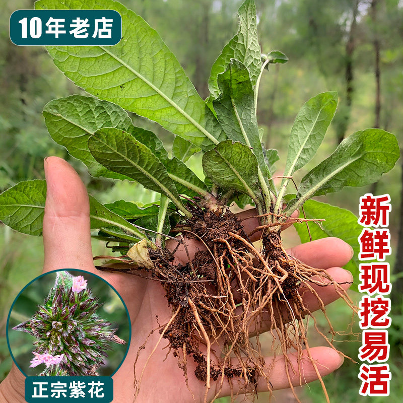 新鲜地胆头苗现挖紫花地胆草苦地胆地斩头广东煲汤药草护肝中药材
