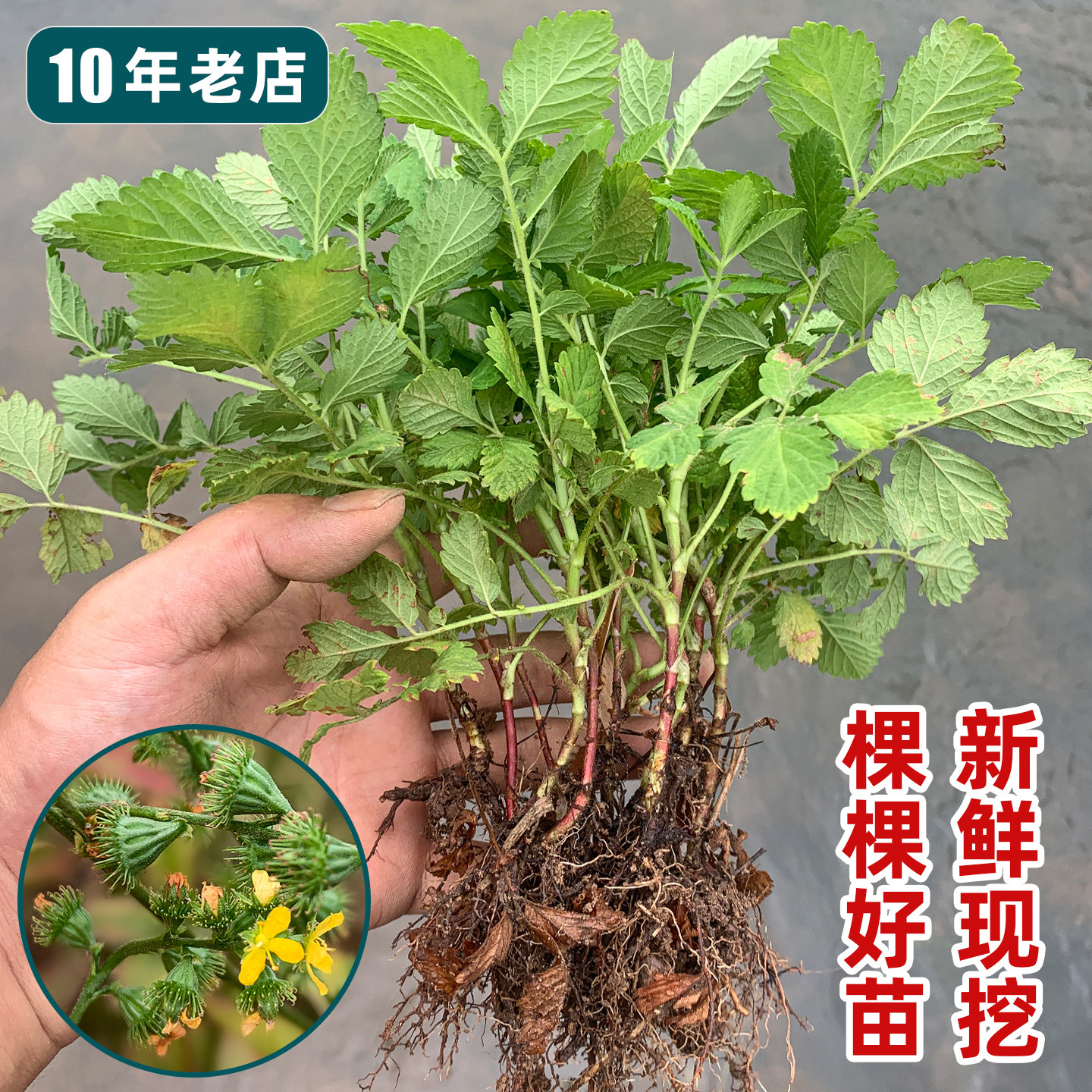 女性暖身好药材新鲜现挖仙鹤草苗图片