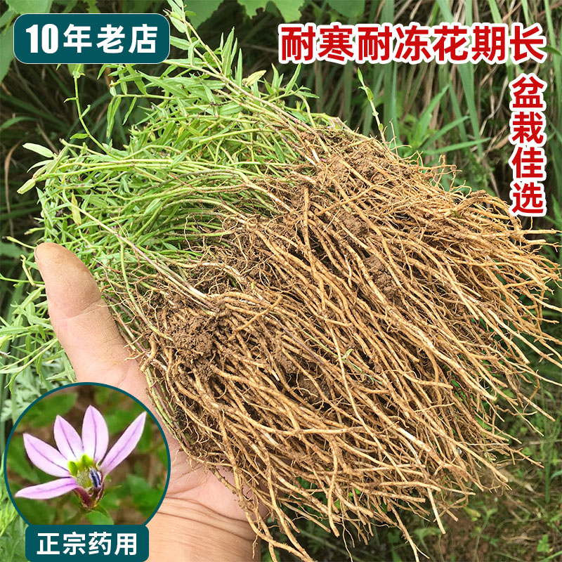 正宗药用野半边莲苗新鲜现挖易种