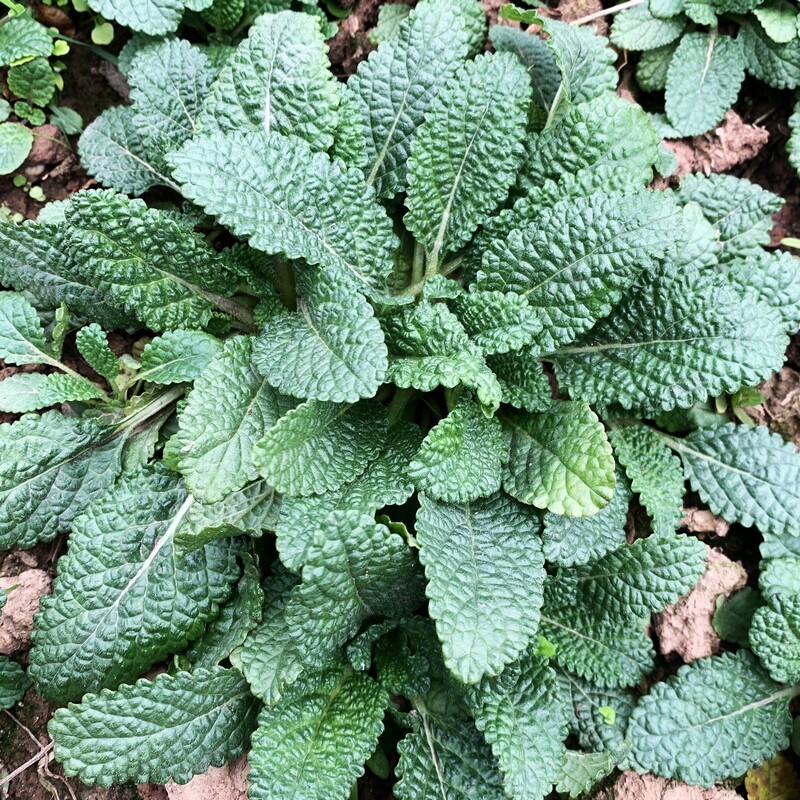 新鲜荔枝草苗野蛤蟆草苗现挖雪见草苗泡茶泡酒清热中草药材苗盆栽