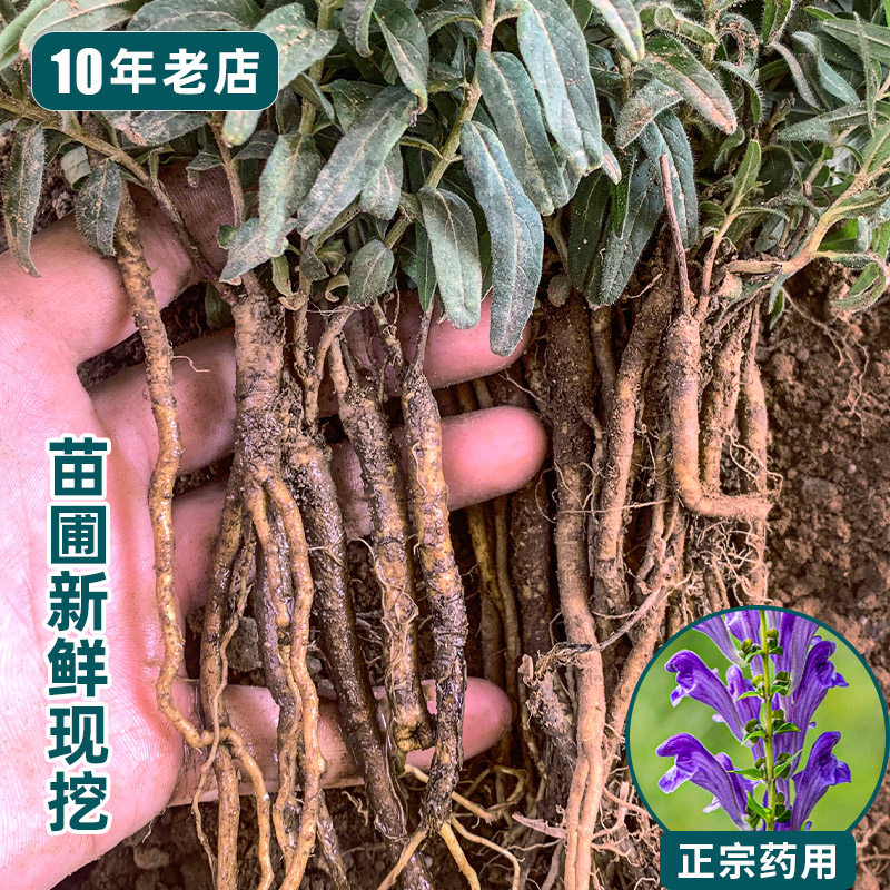 药用黄芩苗新鲜现挖紫花山茶根泡茶中药材耐寒耐旱阳台盆栽花卉苗 - 实物图