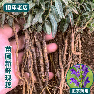 药用黄芩苗新鲜现挖紫花山茶根泡茶中药材耐寒耐旱阳台盆栽花卉苗