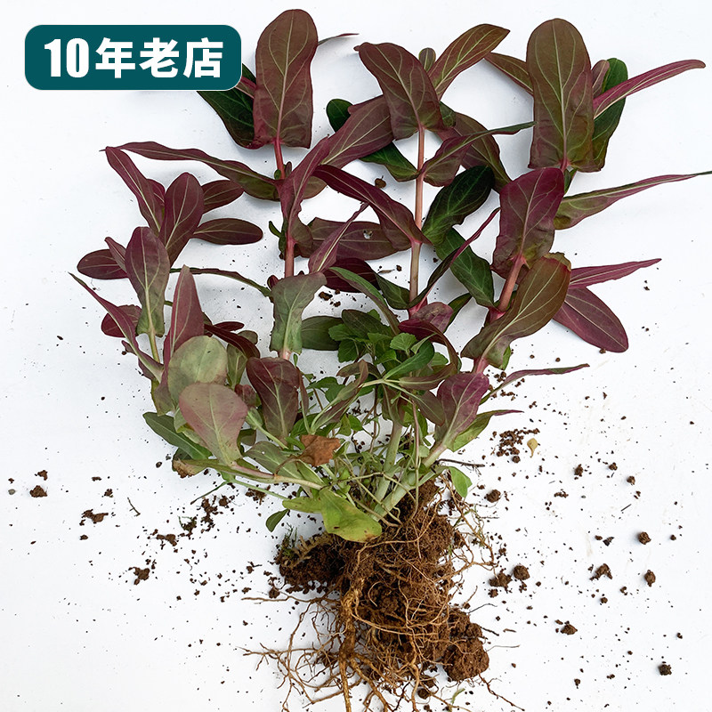 元宝草苗野外现挖中草药对月草苗对叶合掌草宝心草苗元宝草种子