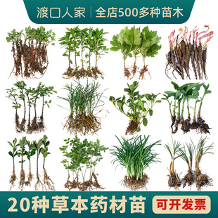 秋冬小学校药材苗何首乌金银花苗甘草丹参苗芍药艾草开花草本植物