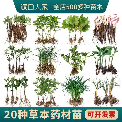 各种药材苗，在这里全部买齐！