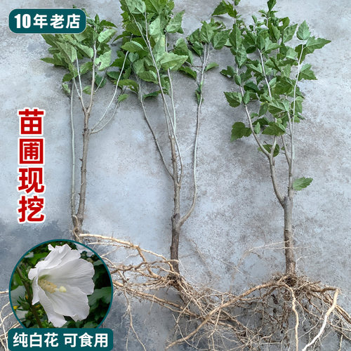 单瓣白花老品种木槿，花放心食用