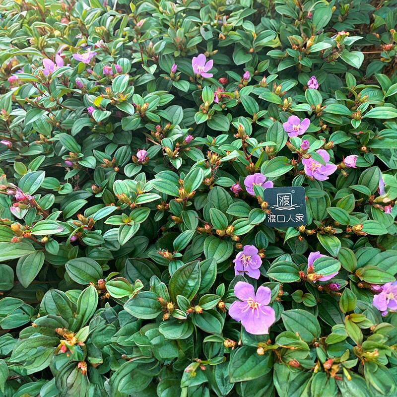 地稔苗儿时童年记忆小野果地菍苗地念草地被植物微型盆栽根地菍果