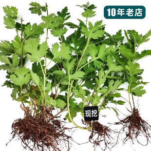 纯野菊花苗泡茶小黄菊食用中药山菊花老根阳台庭院盆栽野菜菊花脑