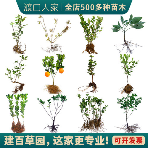 百草园科普种植药材苗，20多种！