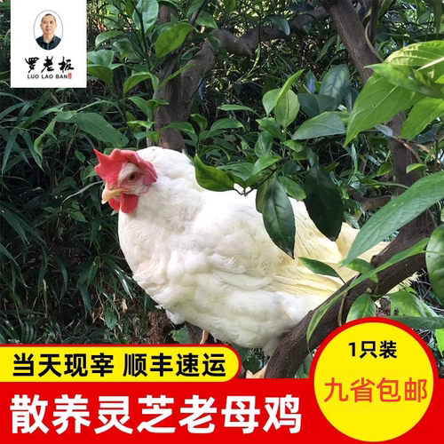 正宗寻乌灵芝现宰顺丰包邮老母鸡