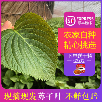 新鲜苏子叶东北韩国紫苏叶烤肉烧烤叶子食用日式粘豆包蔬菜送蘸料