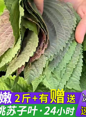 东北苏子叶新鲜紫苏叶韩式烤肉延边苏耗子粘豆包酱咸菜商用发顺丰