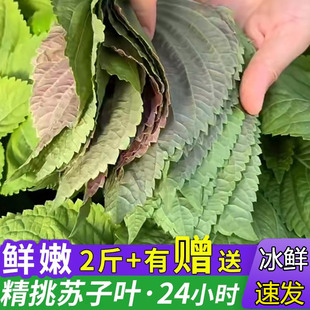 东北苏子叶新鲜紫苏叶韩式烤肉延边苏耗子粘豆包酱咸菜商用发顺丰