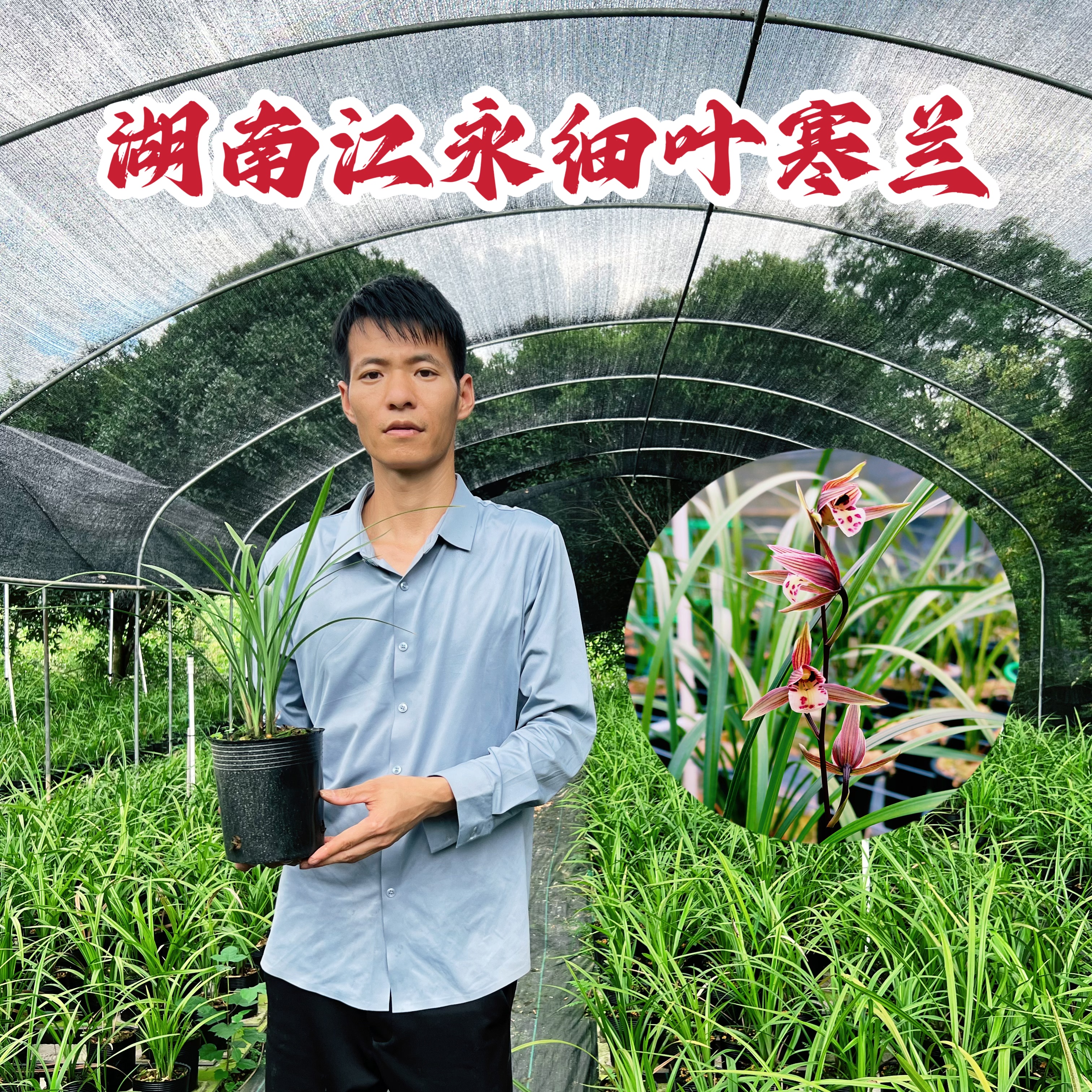 自然环境养植，适应能力强好养活