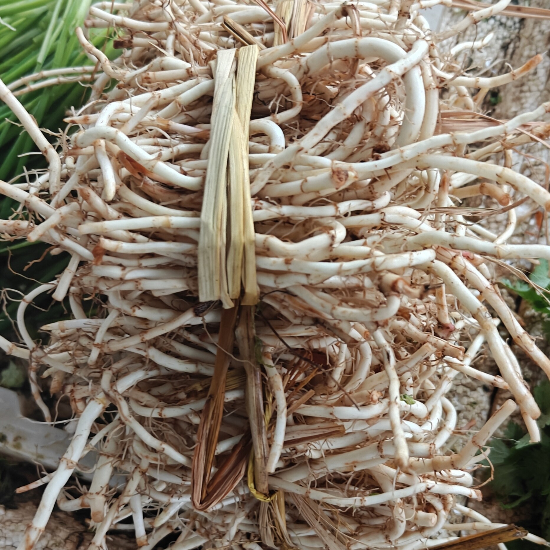 贵州农家新鲜鱼腥草新鲜折耳根节节根现挖现发包邮
