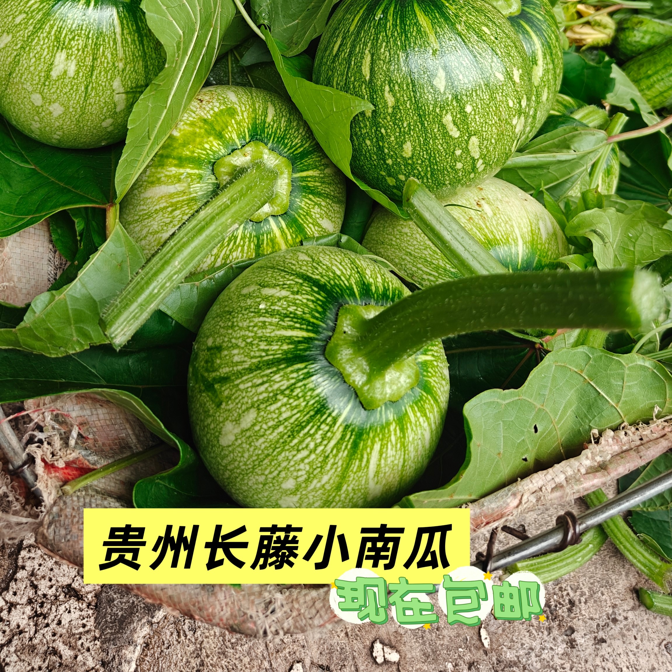 贵州农家本地小南瓜新鲜小南瓜小瓜青菜瓜嫩南瓜现摘现发