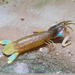儿童认知仿真皮皮虾海洋生物动物模型琵琶虾螳螂虾宝宝感官盆玩具