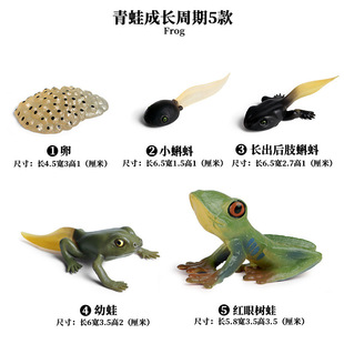 仿真野生动物模型蜘蛛蚊子月神蛾公鸡成长周期玩具儿童感官盆摆件