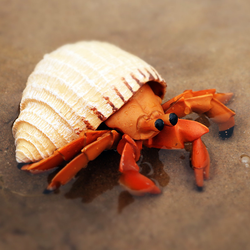 海洋生物动物模型仿真螃蟹寄居蟹