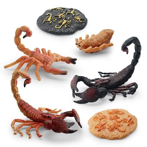 仿真昆虫生命成长阶段模型儿童科