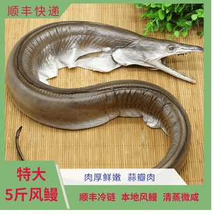 宁波舟山特大风鳗鱼整条微咸凤鳗筒石浦咸鱼渔民新晒海鲜海鳗干货