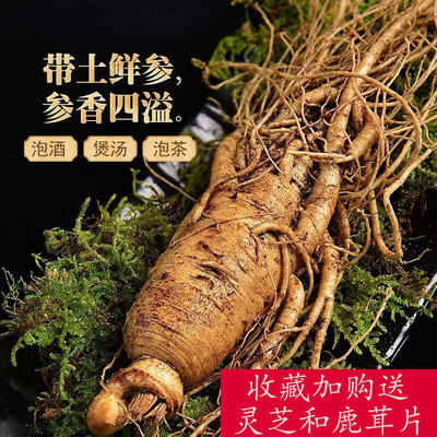 长白山鲜人参 现挖新鲜带土6-10年单支特大人参东北吉林泡酒鲜参