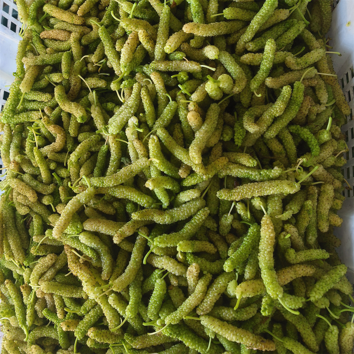 金香长条桑葚四川大凉山现摘现发新鲜长条桑葚长桑果长果桑长粒桑