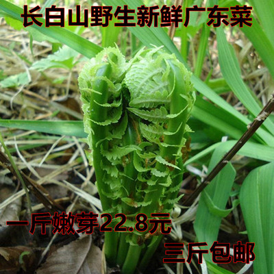 东北长白山新鲜山野菜广东菜黄瓜香黄瓜香拳头菜蕨菜三斤包邮