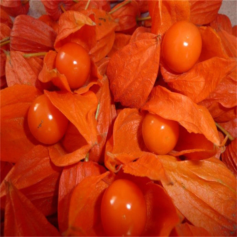 东北长白山野生红姑娘鲜果山姑娘灯笼果锦灯笼苦菇挂金灯