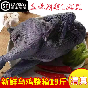 新鲜白凤鸡乌骨鸡清真正宗散养土鸡滋补月子鸡7只8只整箱净重18斤