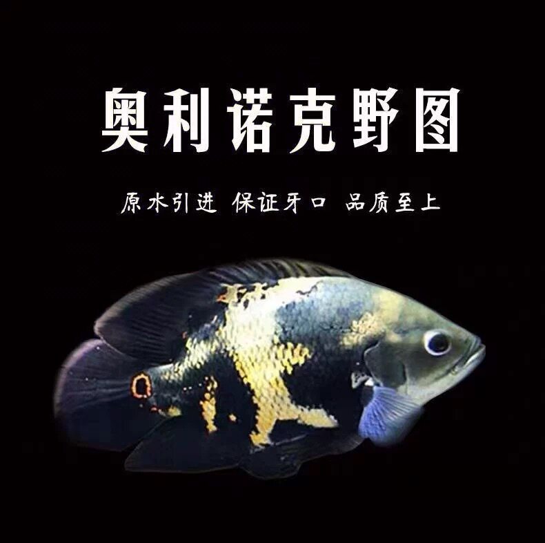 野图地图鱼大黄蜂七星奥利诺科奥图鱼花猪黑黄金中大型热带观赏鱼