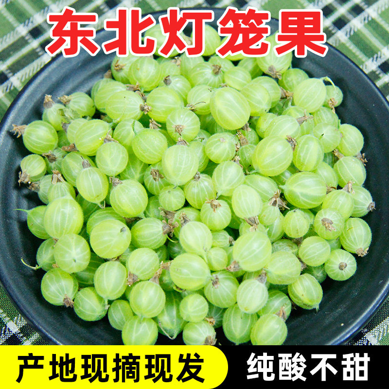 东北灯笼果包邮酸子醋栗鹅莓刺梨钉子丁子酸爽开胃特产新鲜水果