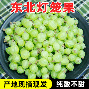 东北灯笼果包邮酸子醋栗鹅莓刺梨钉子丁子酸爽开胃特产新鲜水果